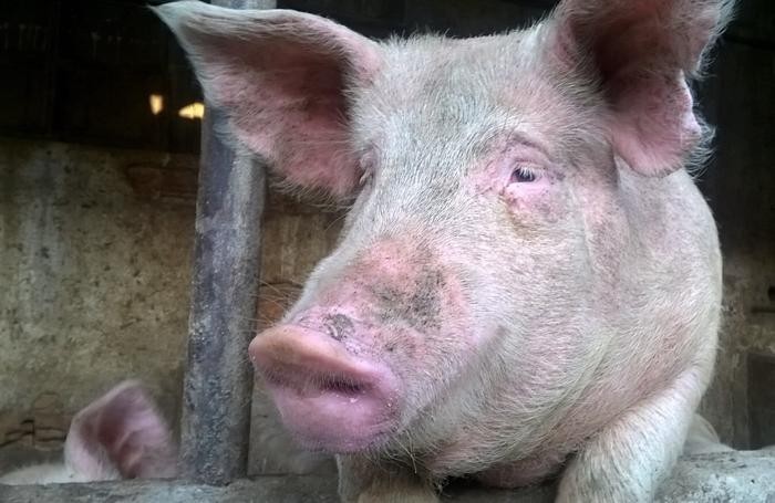Un maiale di un allevamento in Brianza