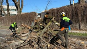 Agrate alberi caduti Protezione civile al lavoro