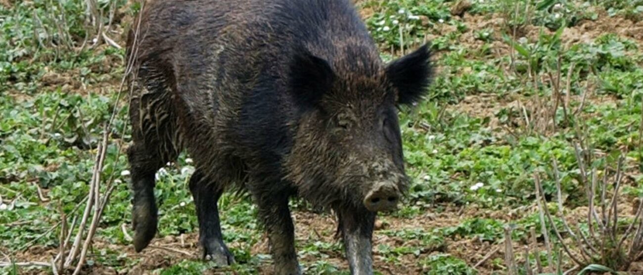 Un cinghiale. Dalla Regione un appello per evitare la diffusione della peste suina africana