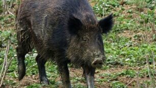 Un cinghiale. Dalla Regione un appello per evitare la diffusione della peste suina africana