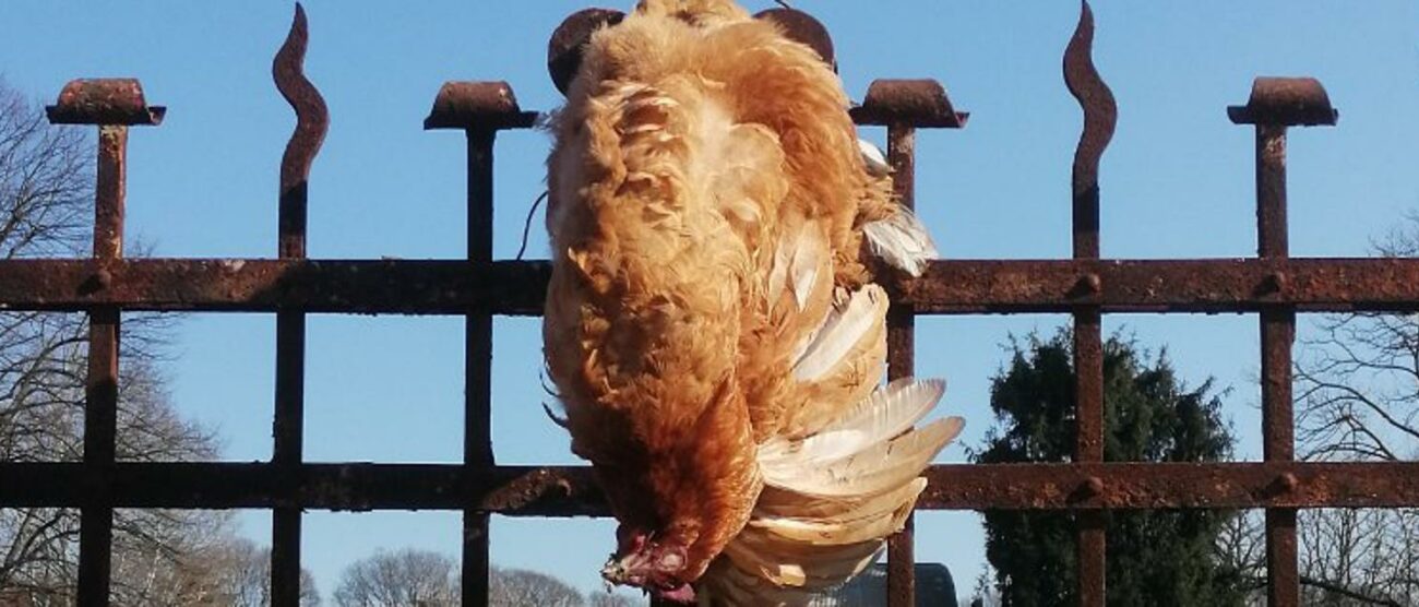 La gallina appesa all’ex Macello