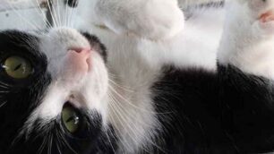 Festa del gatto