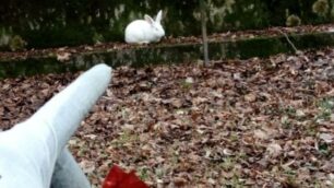 Il coniglio recuoerato nel Parco