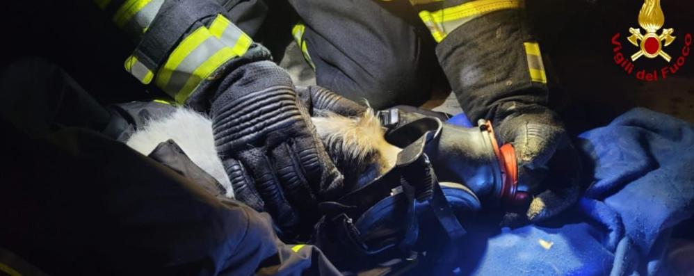 Il cagnolino tratto in salvo (foto Vigili del Fuoco)