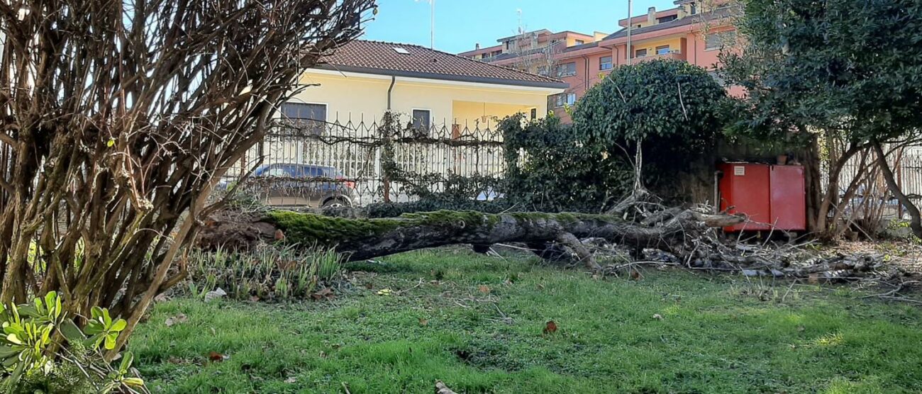 Albero caduto nel giardino della scuola Tagliabue a San Giorgio