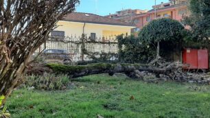 Albero caduto nel giardino della scuola Tagliabue a San Giorgio