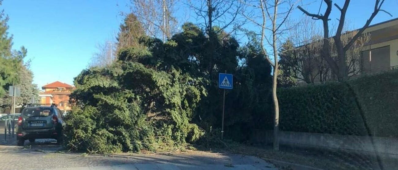 NOVA- ALBERO CADUTO IN VIA BIONDI VICINO ALLE SCUOLE