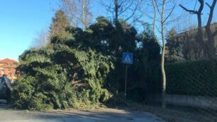 NOVA- ALBERO CADUTO IN VIA BIONDI VICINO ALLE SCUOLE