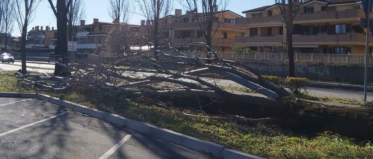 PADERNO - VENTO pioppo caduto in via serra di fianco al santuario