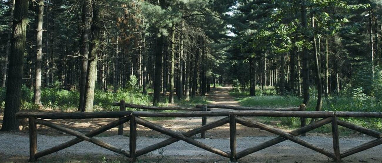 Il Bosco del Chignolo