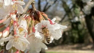 I ciliegi in fiore nel parco di Monza