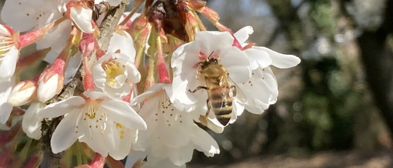 Fioritura ciliegi nel parco