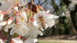 Fioritura ciliegi nel parco