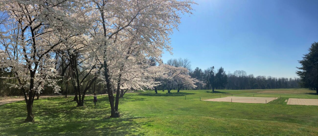 Fioritura ciliegi nel parco