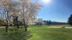 Fioritura ciliegi nel parco