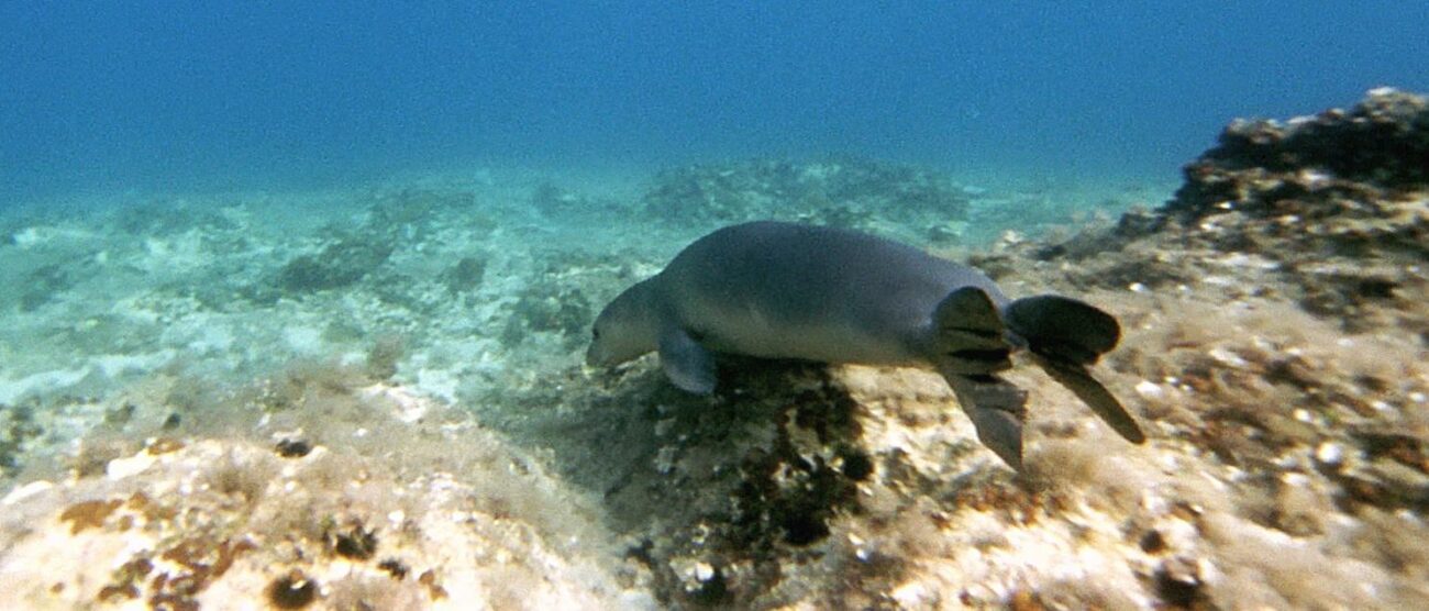 Una foca monaca