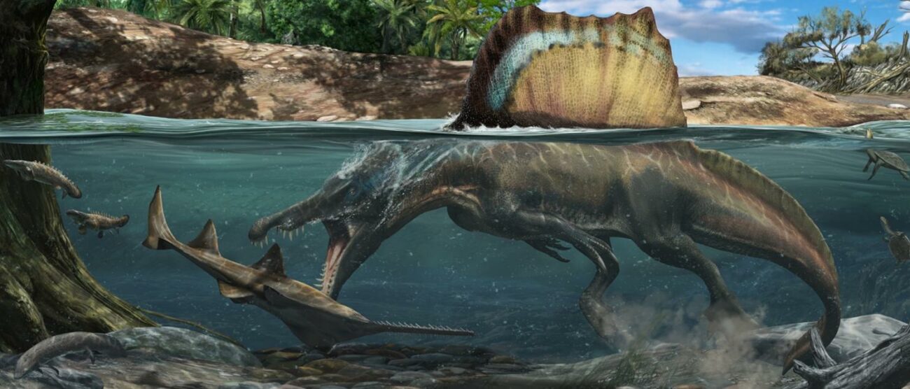 Ossa dense e più compatte che in ogni altro dinosauro permettevano agli spinosauri di immergersi nei fiumi per cacciare sottacqua le loro prede