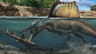 Ossa dense e più compatte che in ogni altro dinosauro permettevano agli spinosauri di immergersi nei fiumi per cacciare sottacqua le loro prede