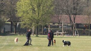 MONZA cani al parco - foto d’archivio