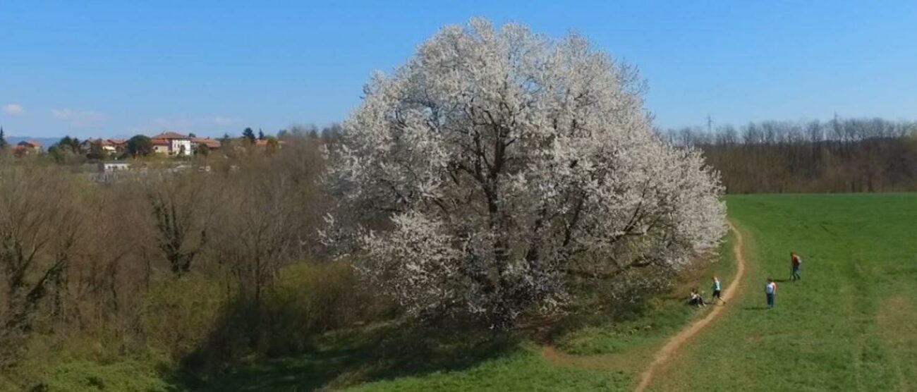 BESANA ciliegio di Vergo fotografato da drone - foto d’archivio