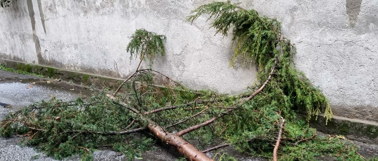Maltempo in Brianza: alberi caduti e forte grandine, danni immagine 7