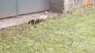 Monza: le anatre a spasso per vialone Battisti