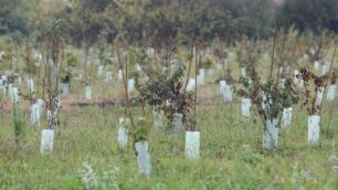 Piantumazione - foto d’archivio