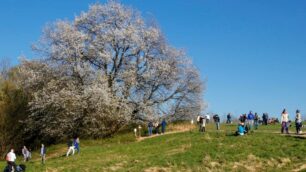 Magico ciliegio Vergo Zoccorino - foto per gentile concessione di Alessandro Viganò