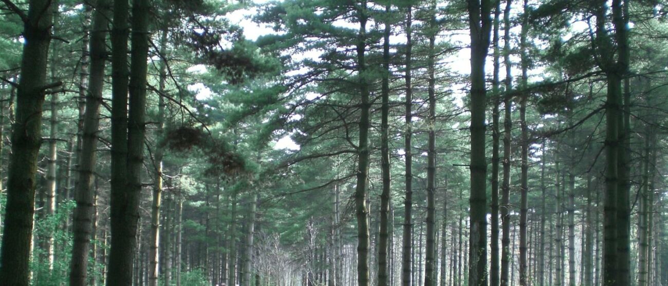 Triuggio-Chignolo il bosco del Chignolo a triuggio