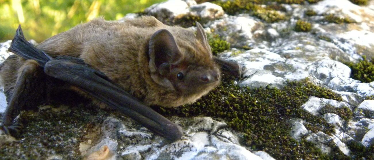 Monza - Un pipistrello del parco regionale Valle del Lambro