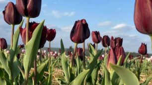 Ornago: shirin tulipani - foto Shirin su faceboo/archivio
