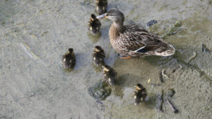 germano cucciolo lambro monza