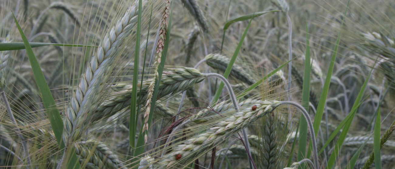 campo coltivato agricoltura