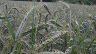 campo coltivato agricoltura