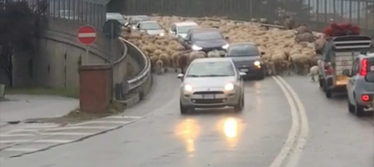 Lissone transumanza sul cavalcavia della Valassina