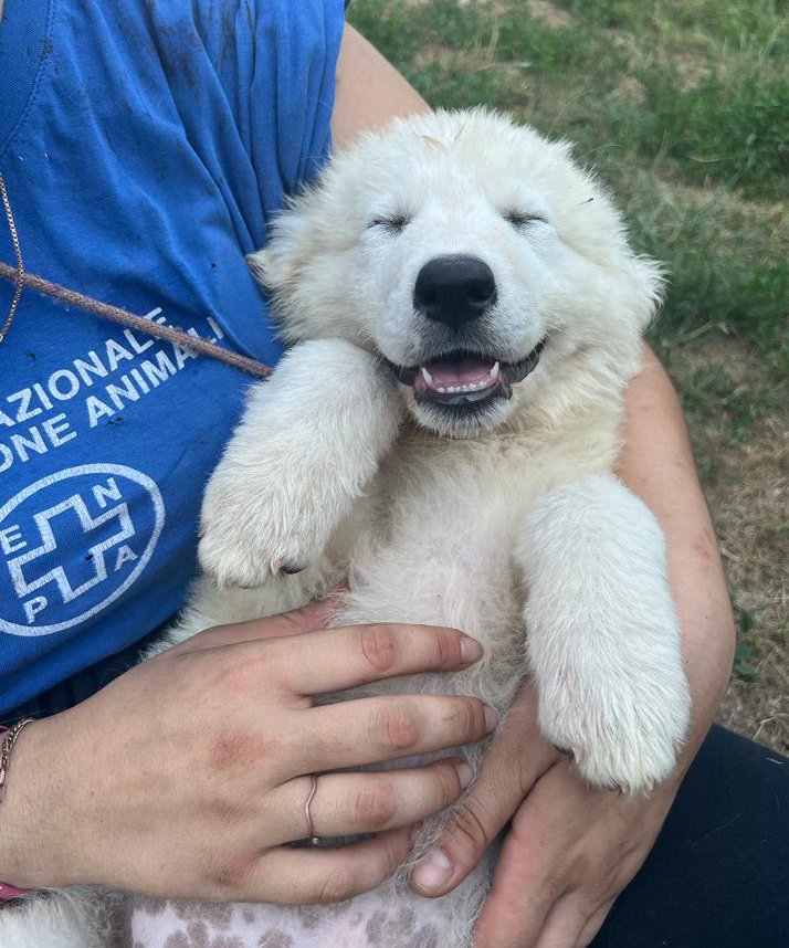 Enpa Monza Cuccioli cane maremmano salvati da polizia