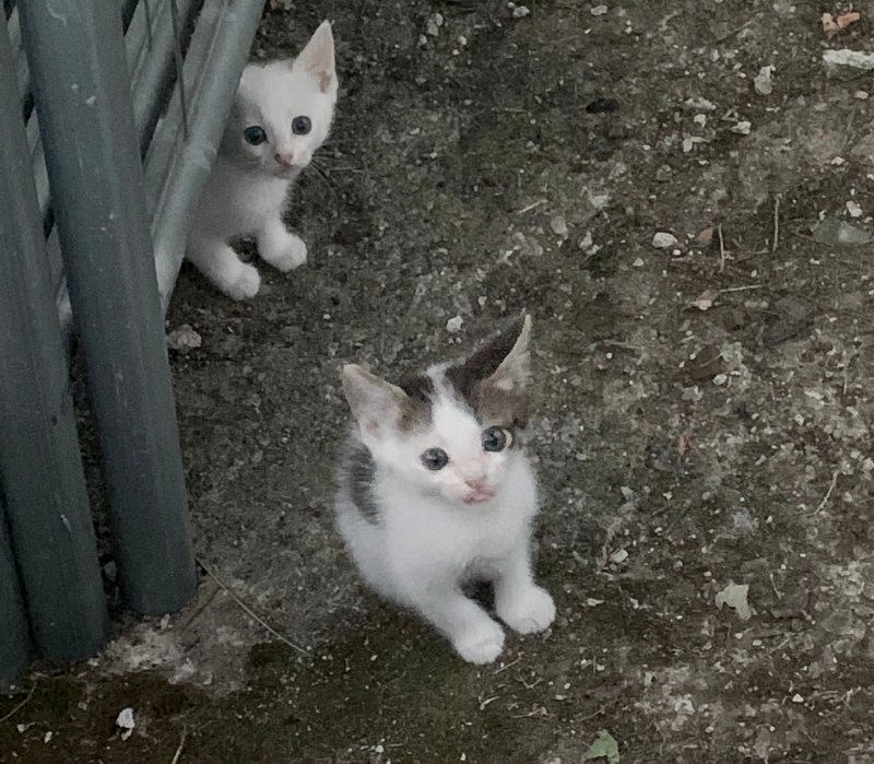 Gattini Caponago Enpa