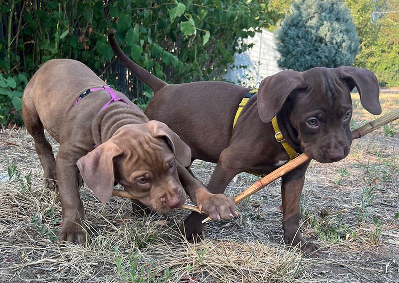 Enpa Monza cuccioli pitbull