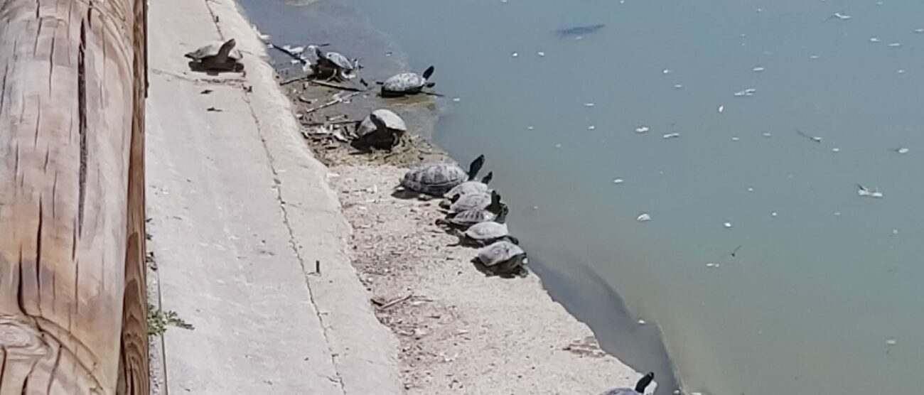 Paderno Dugnano: le tartarughe nel Parco Lago Nord