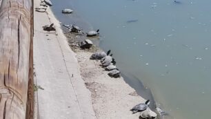 Paderno Dugnano: le tartarughe nel Parco Lago Nord