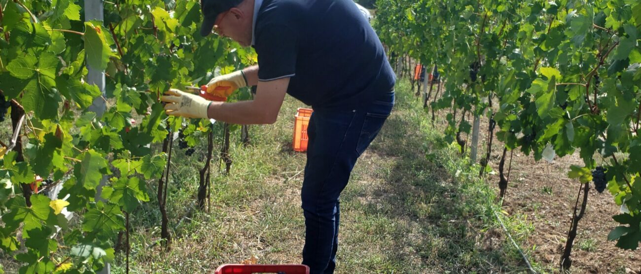 Vendemmia all'Agriparco di Monza