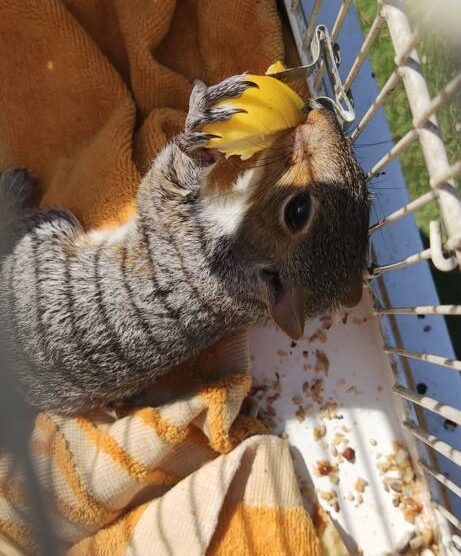Villasanta scoiattolo Secondo Ghiringhella