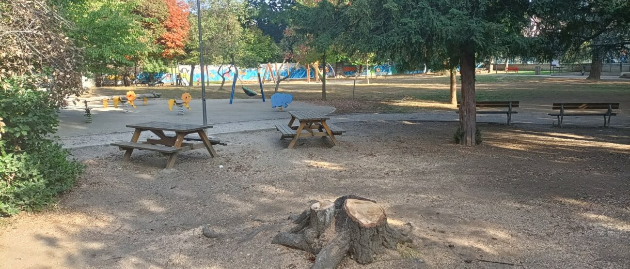 Monza Parco Ronchi albero abbattuto