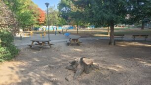 Monza Parco Ronchi albero abbattuto