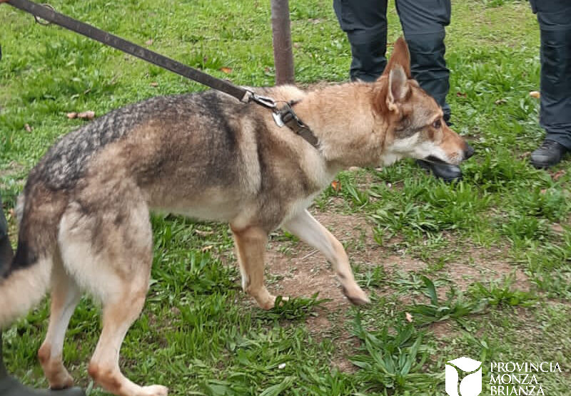 Polizia provinciale lupo cecoslovacco