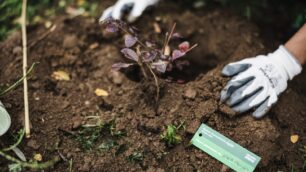 piantumazione 1000 alberi vimercate