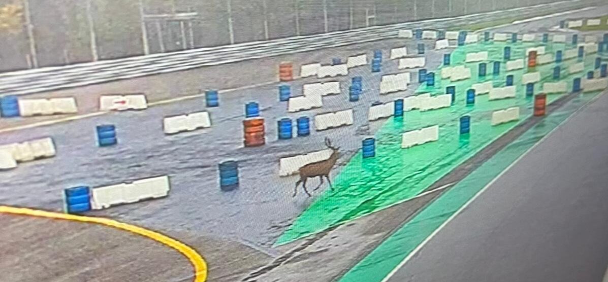 Il cervo all'autodromo