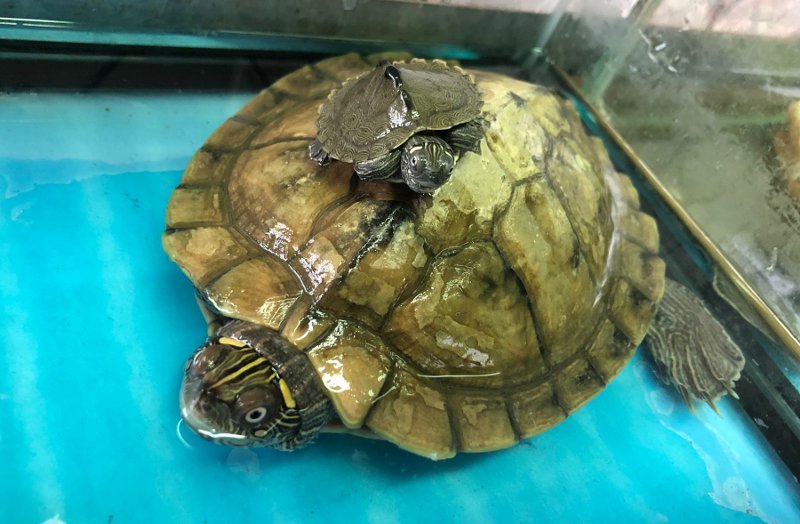 Le tartarughe nate a novembre