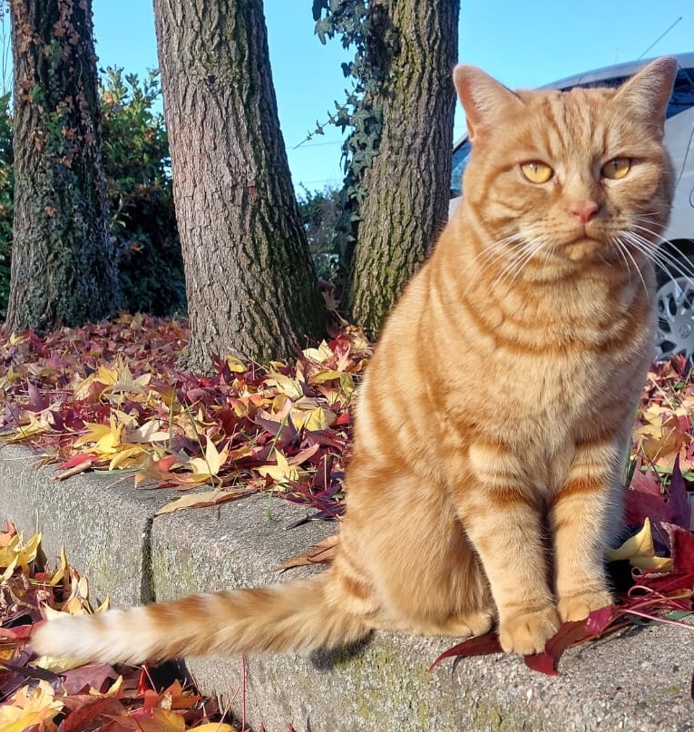 Albiate colonia felina gatto Romeo