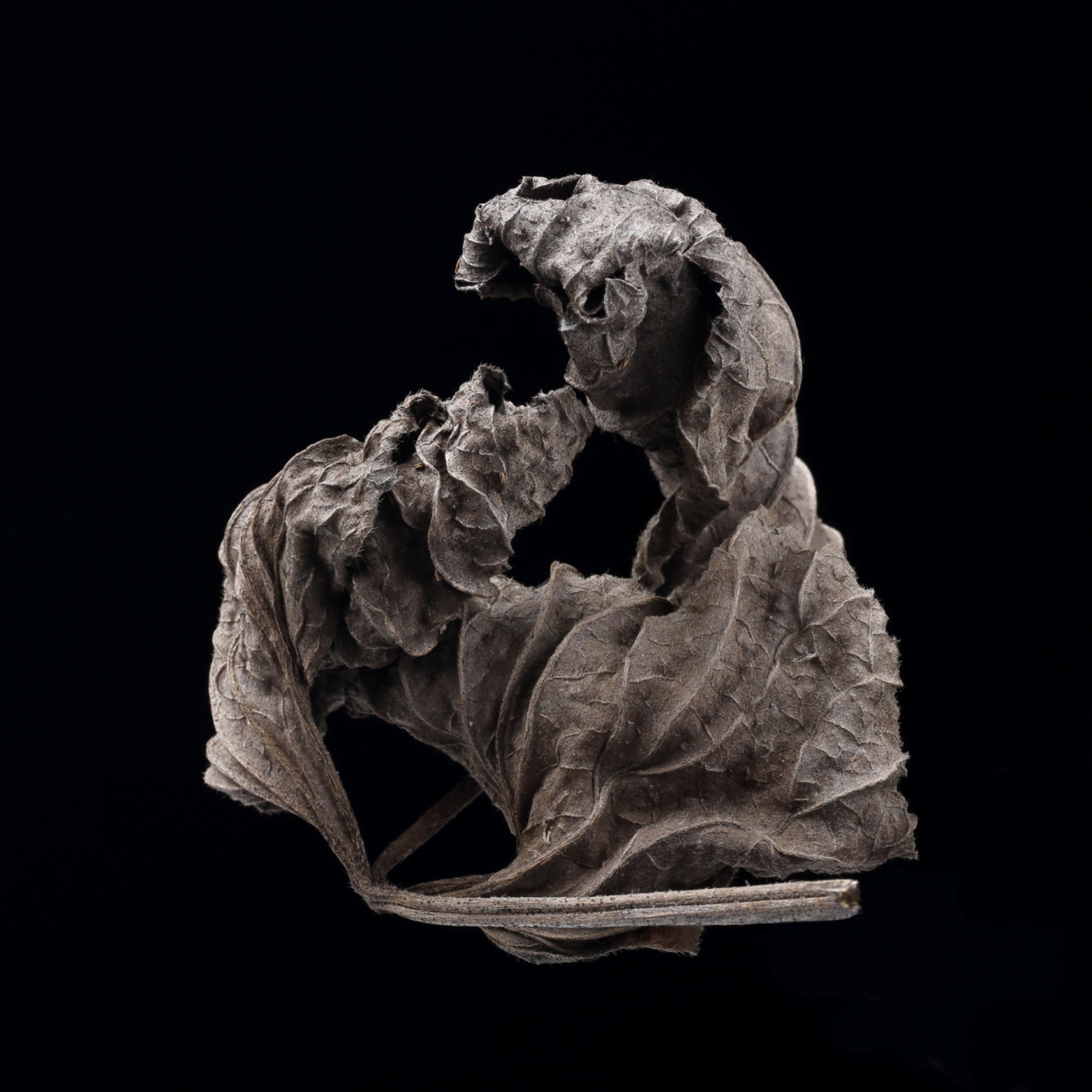 A Seregno le foglie che rivivono di Gabaro - Il Cittadino di Monza e ...